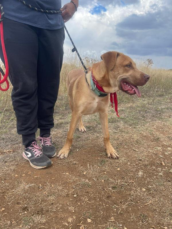 Tai, cucciolone mix pitbull 7 mesi Foto 8